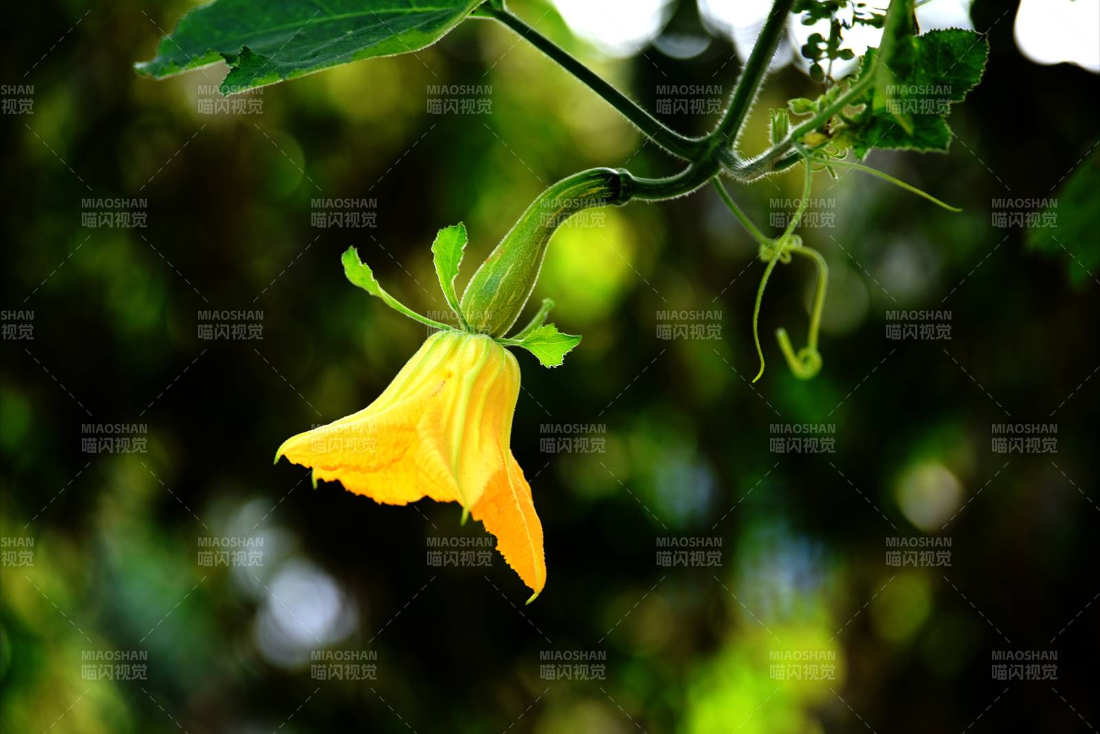 南瓜花绽放枝头图片