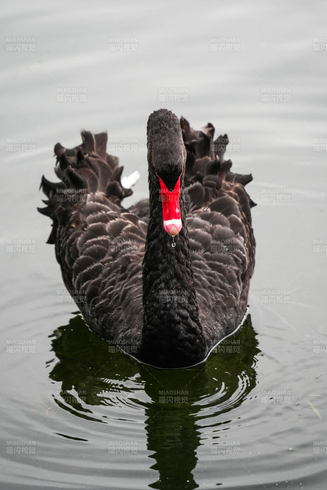 黑天鹅静水独行图片
