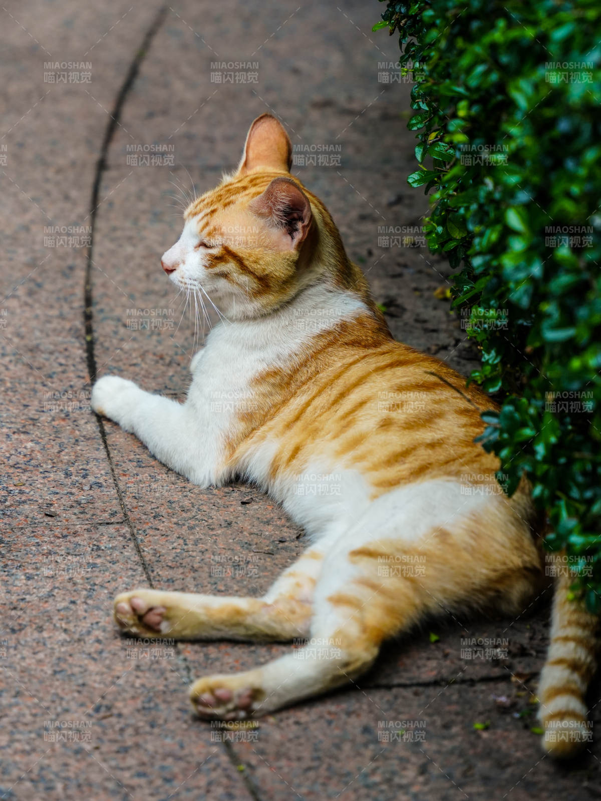 橙白猫倚绿植休憩图片