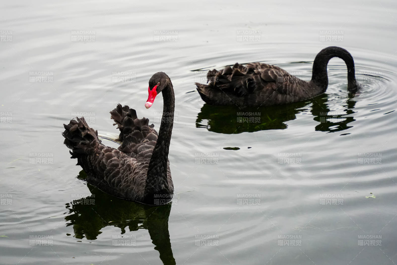 黑天鹅悠游湖面图片