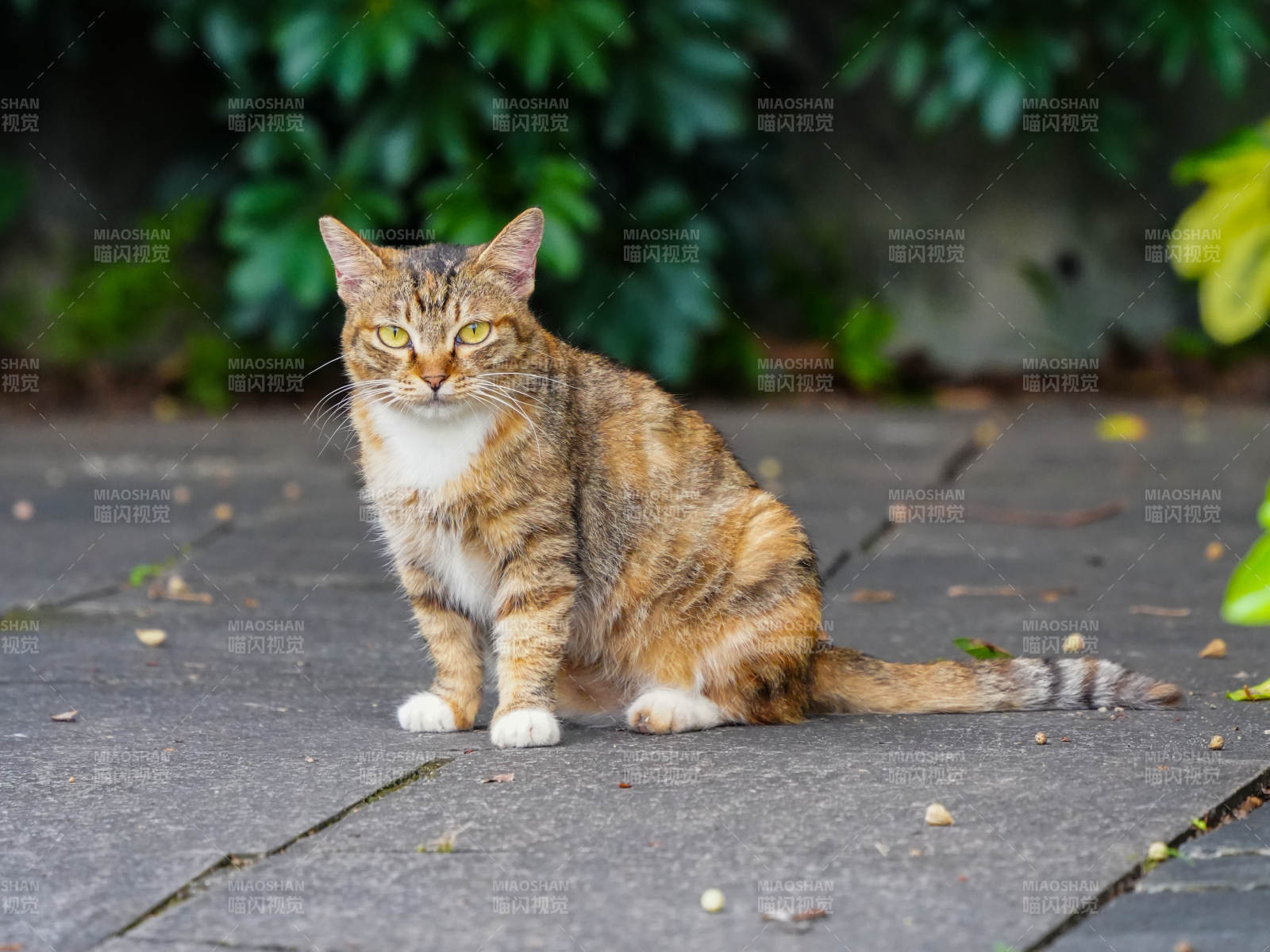 橙猫静坐石板路图片