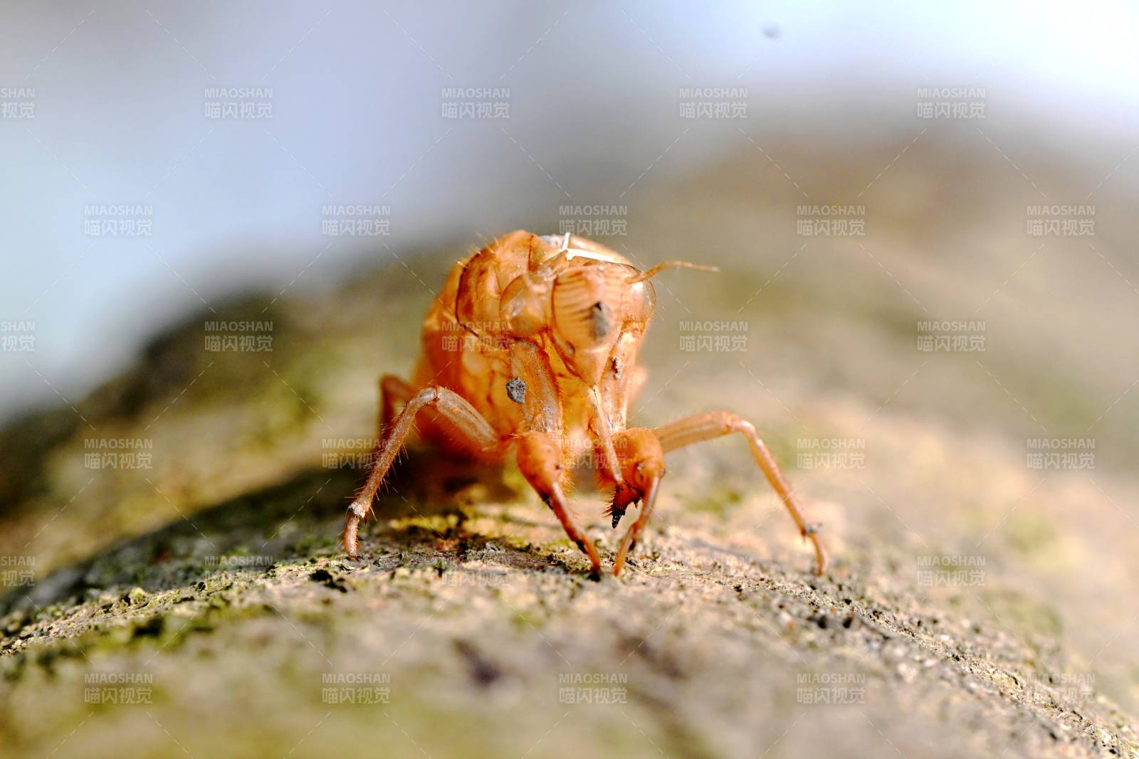 蝉蜕静卧石上图片