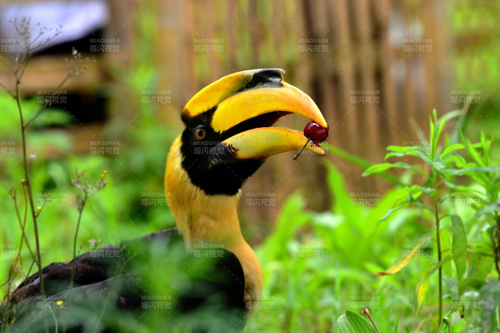 花冠皱盔犀鸟图片