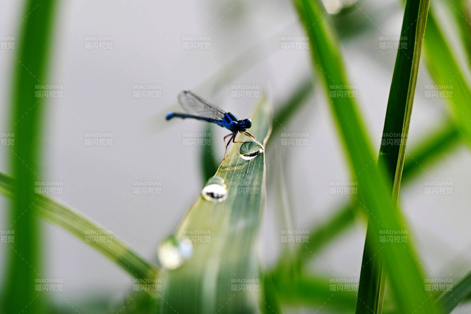 蓝蜻蜓栖叶尖图片