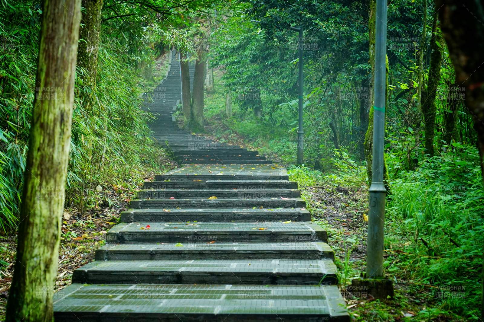 林间石阶小径图片
