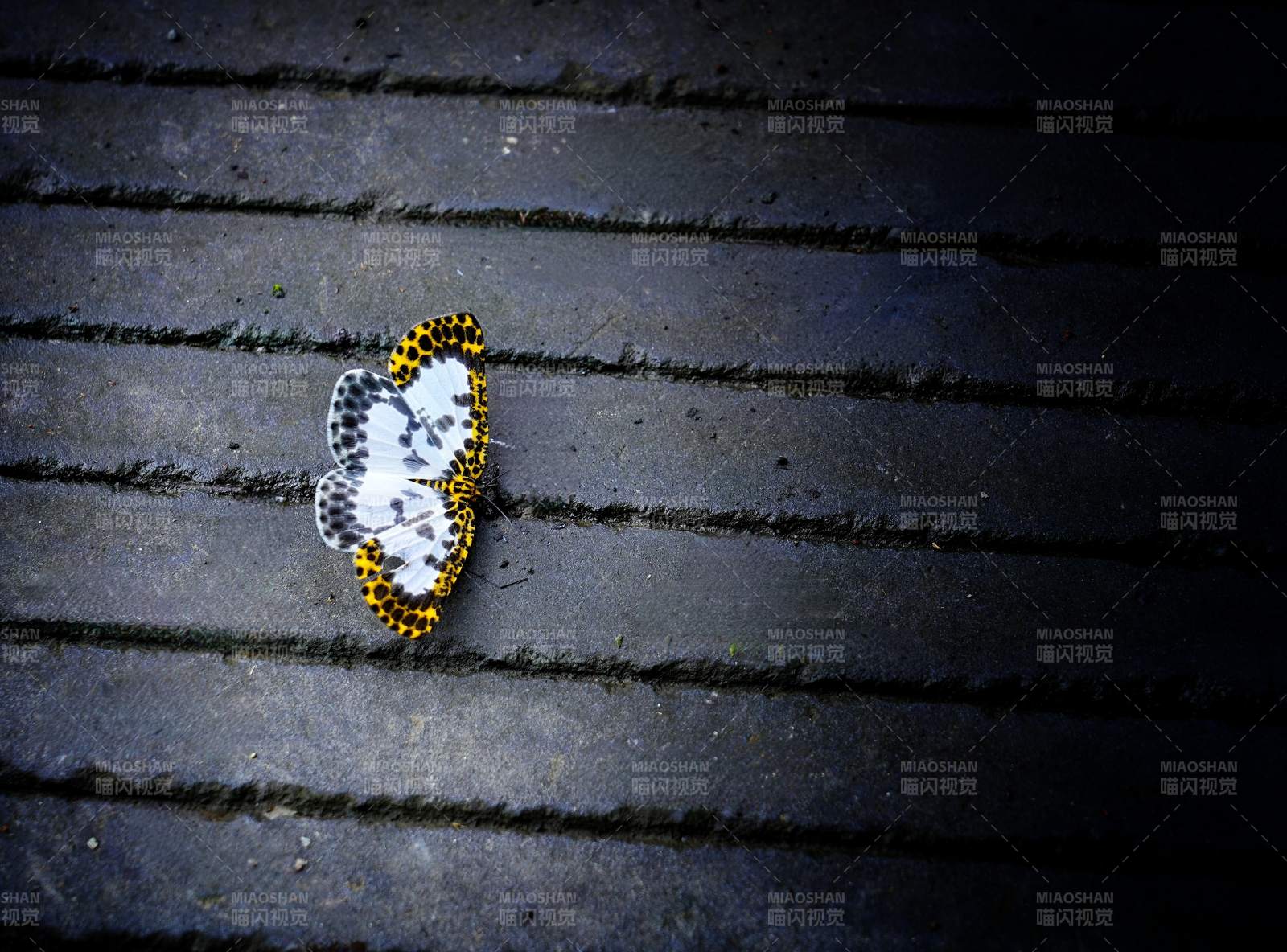 蝶影斑驳静卧石上图片