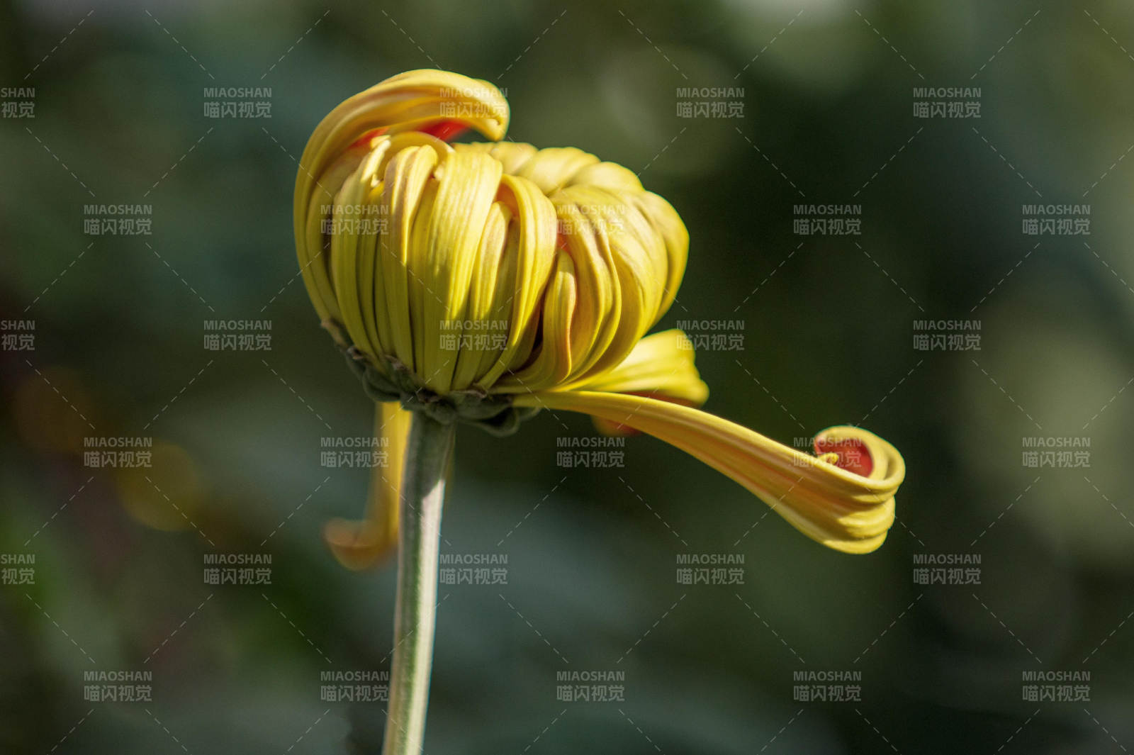 金菊绽放 姿态优雅图片