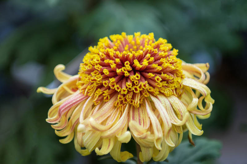 菊花绽放 色彩斑斓图片