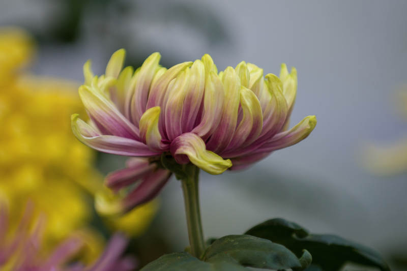 黄粉菊花绽放图片