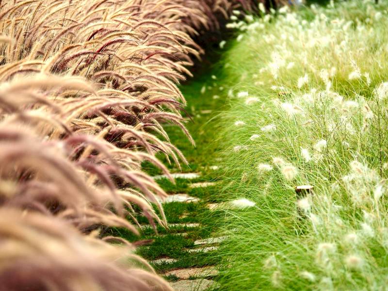 草浪轻拂水畔图片