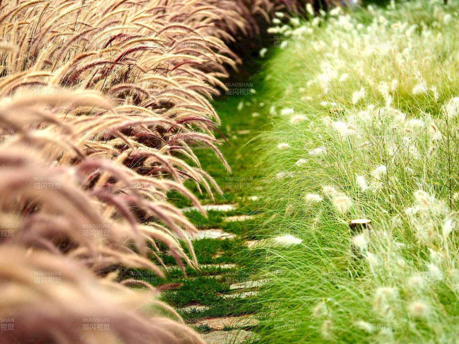 草浪轻拂水畔图片