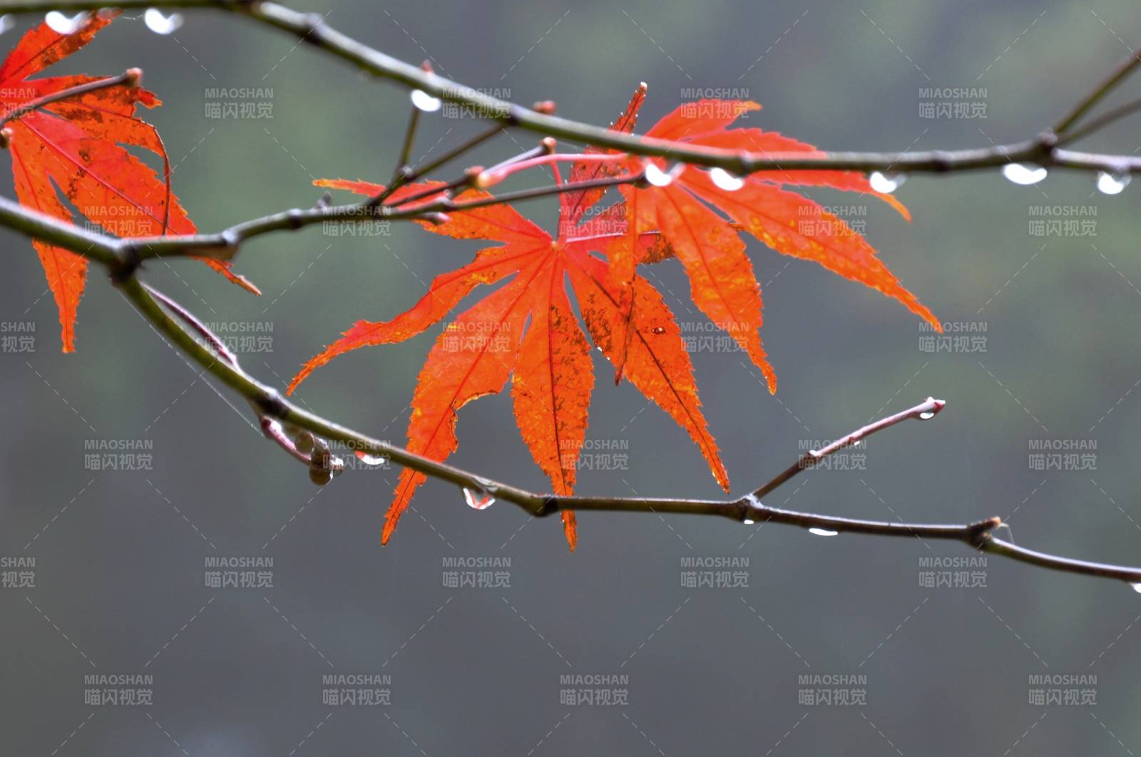 红叶滴露秋意浓图片
