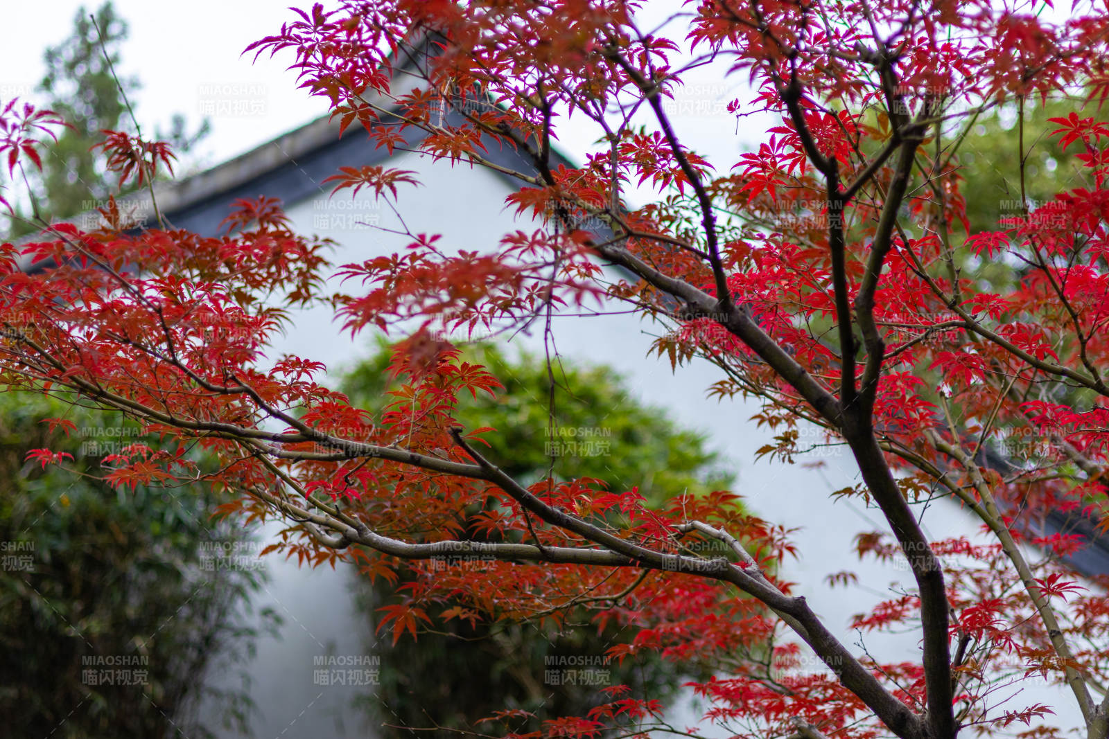 红枫映古墙图片