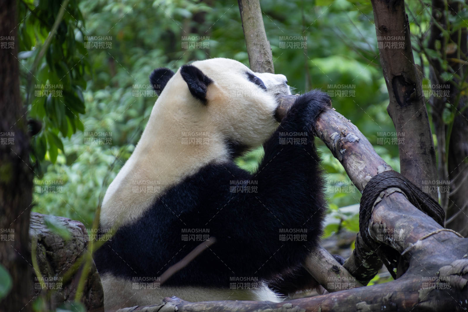 熊猫啃树干图片