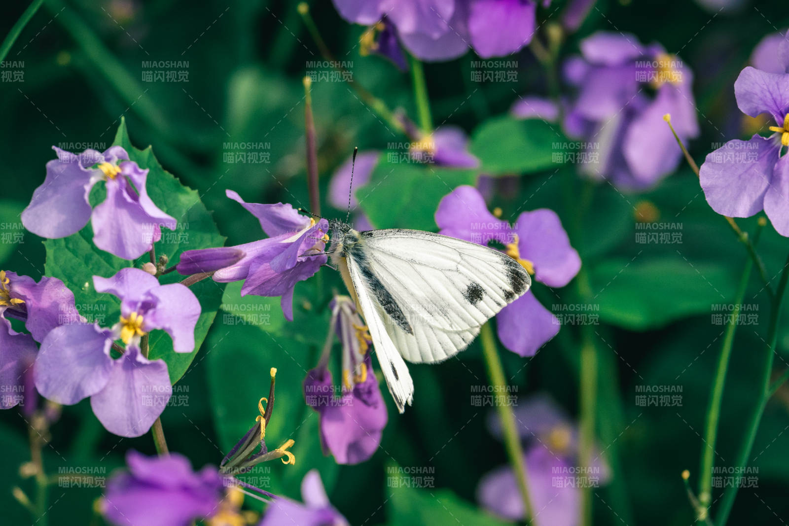 白蝶栖紫花图片