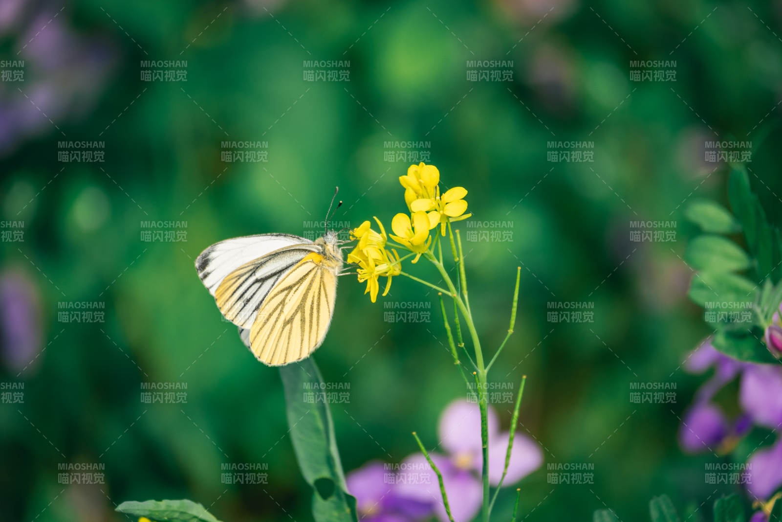 白蝶采蜜黄花间图片