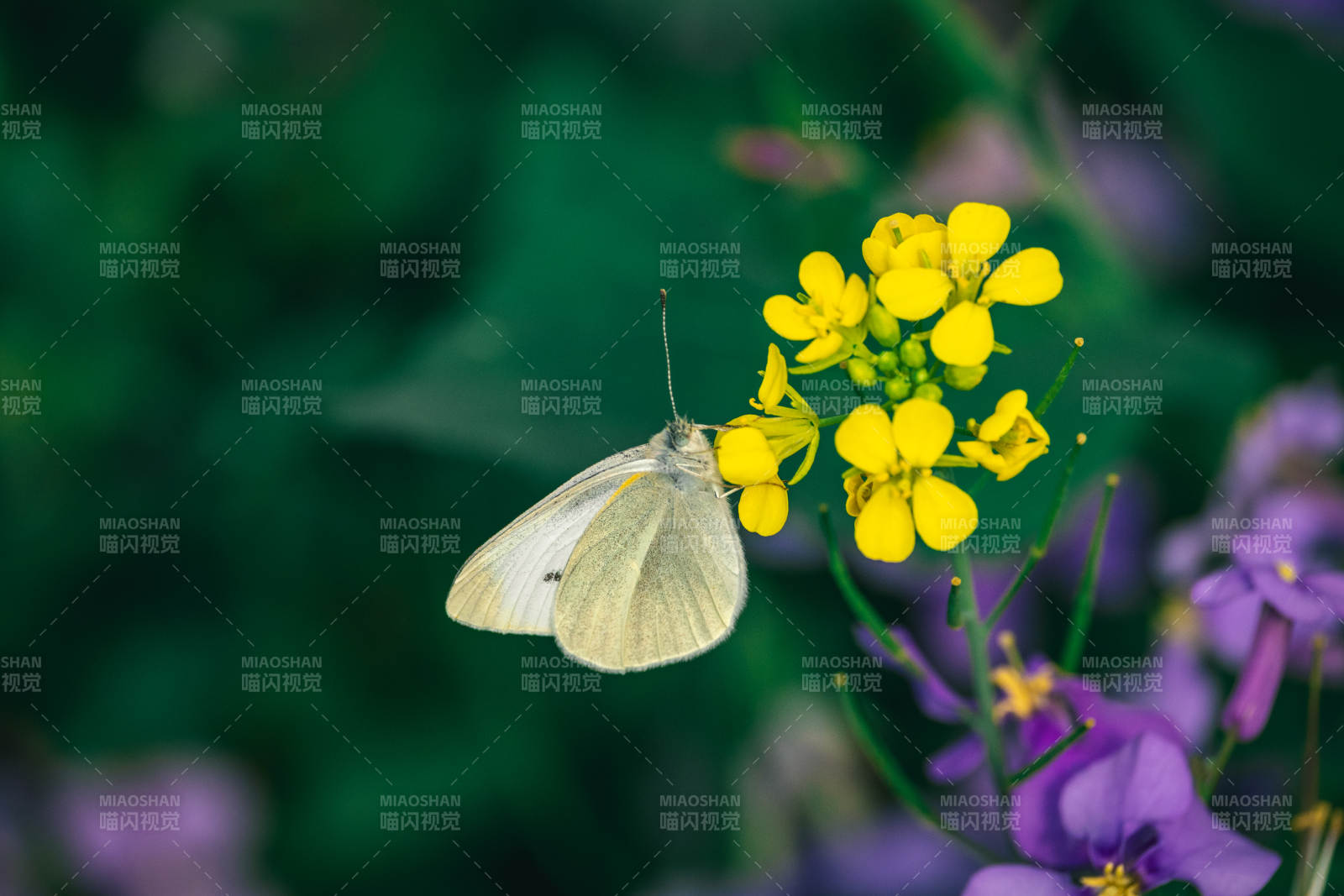 白蝶采黄花图片