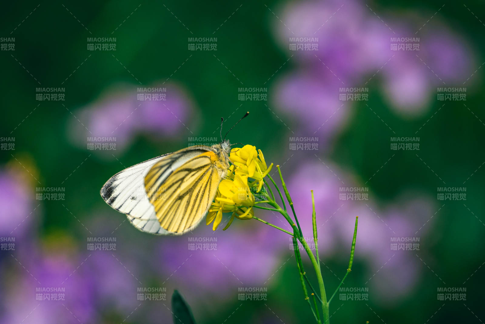 黄蝶采蜜花丛中图片