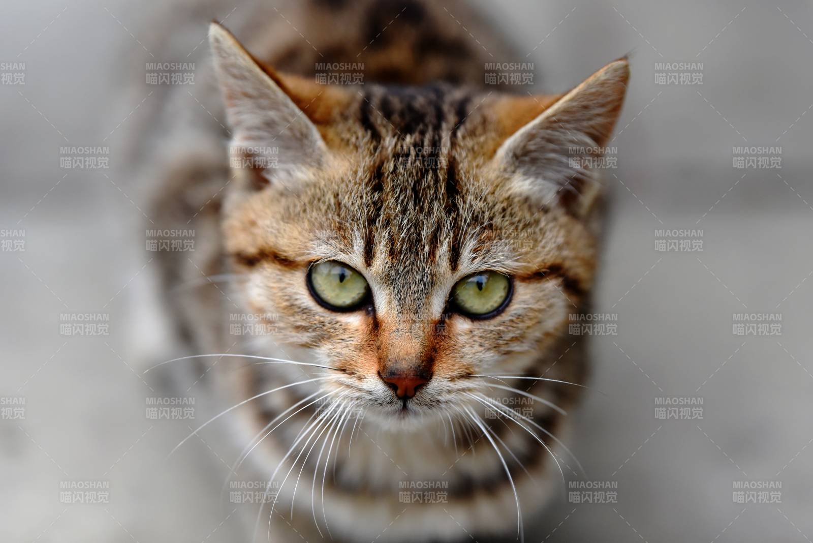 虎斑猫凝视镜头图片