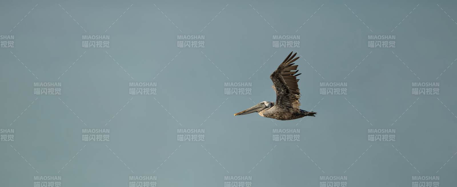 鹈鹕翱翔天际图片