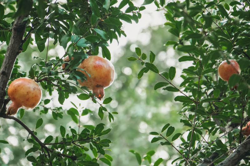 石榴挂枝头图片