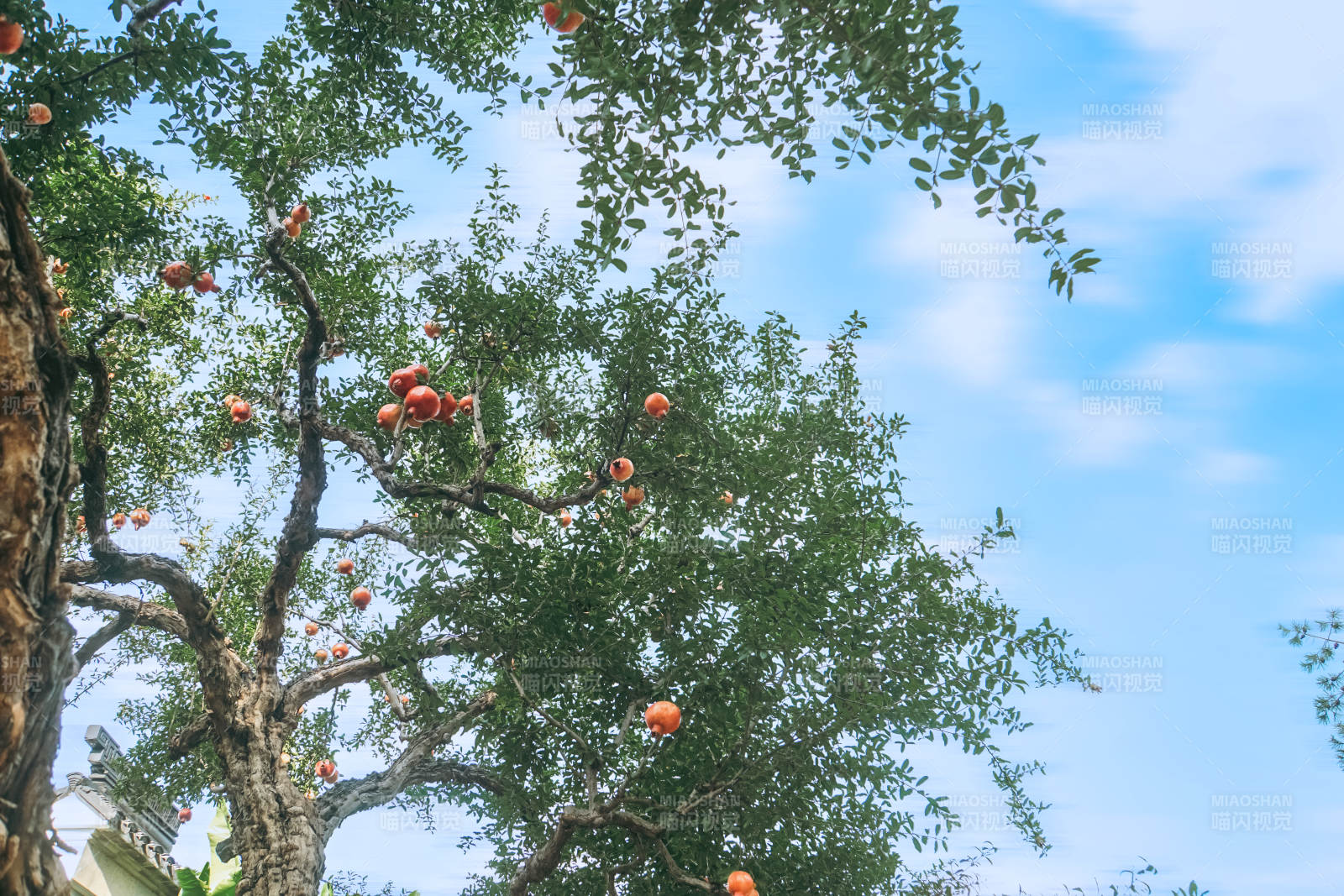 树上挂满红果图片