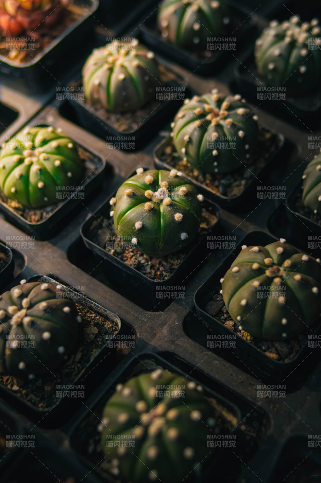 仙人掌盆栽特写图片