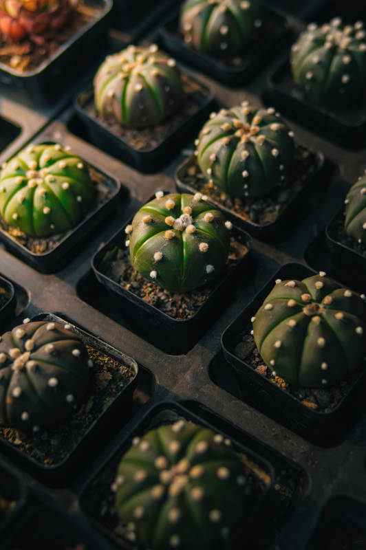 仙人掌盆栽特写图片