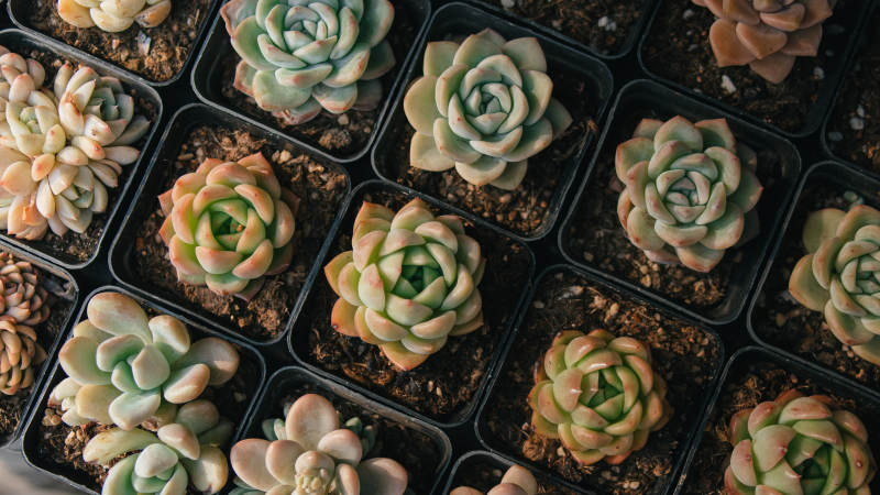 多肉植物盆栽图片