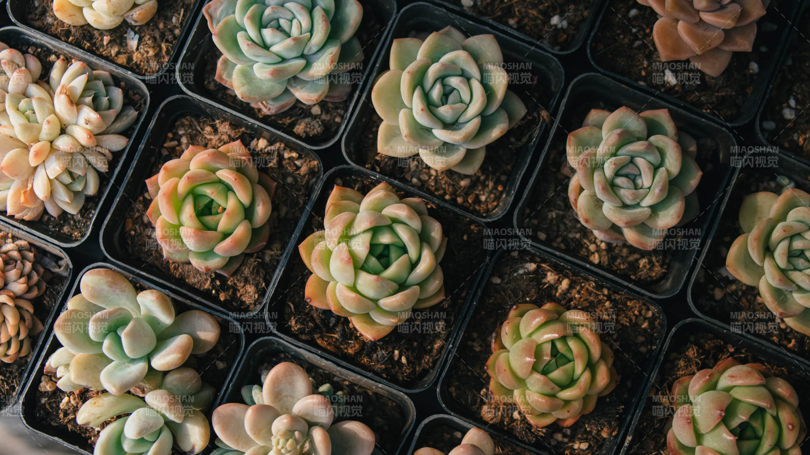 多肉植物盆栽图片