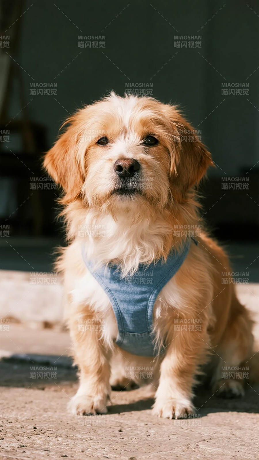 萌犬穿蓝衣图片