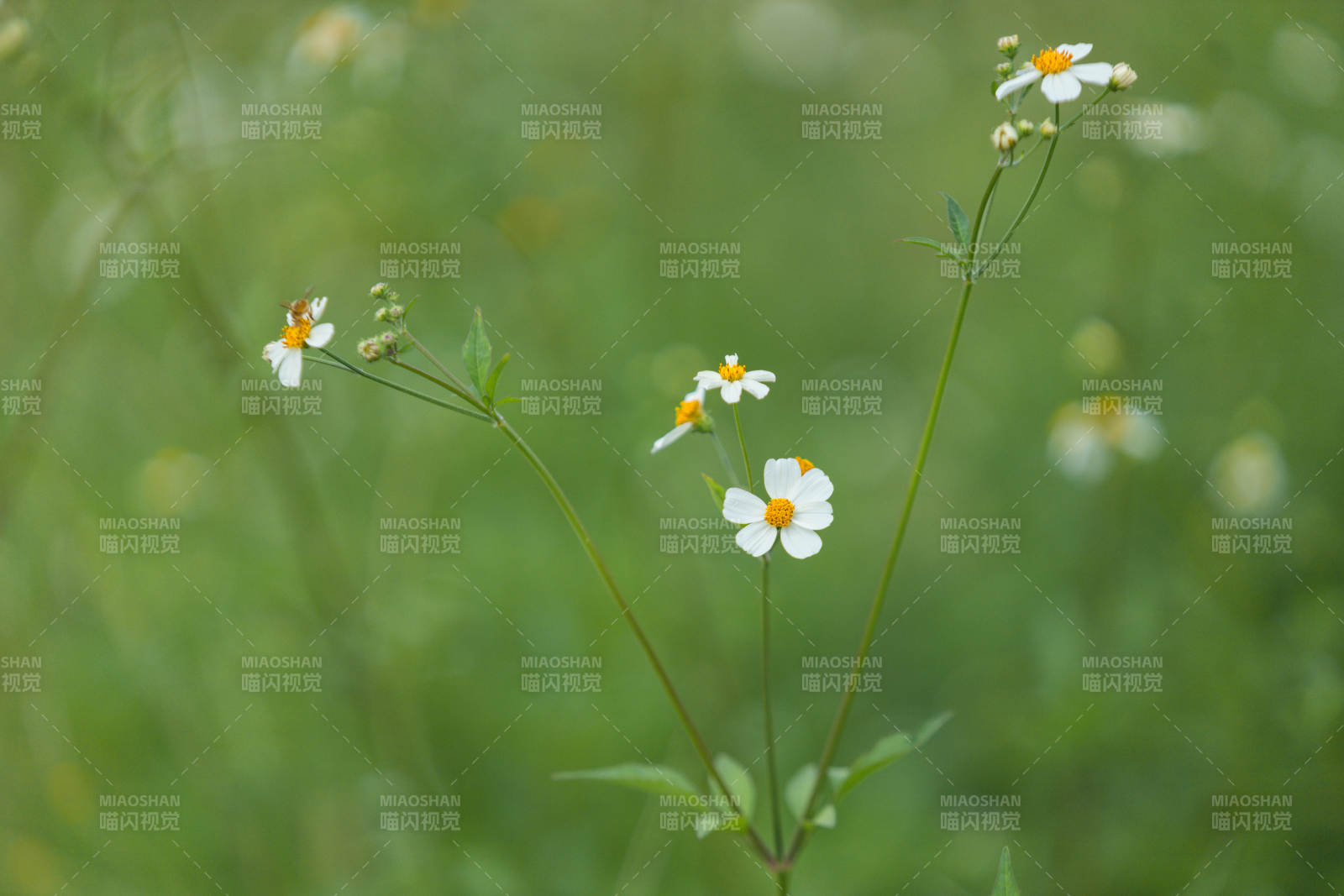 野花绽放绿意中图片