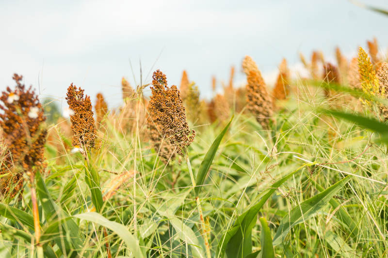 高粱田间风光图片