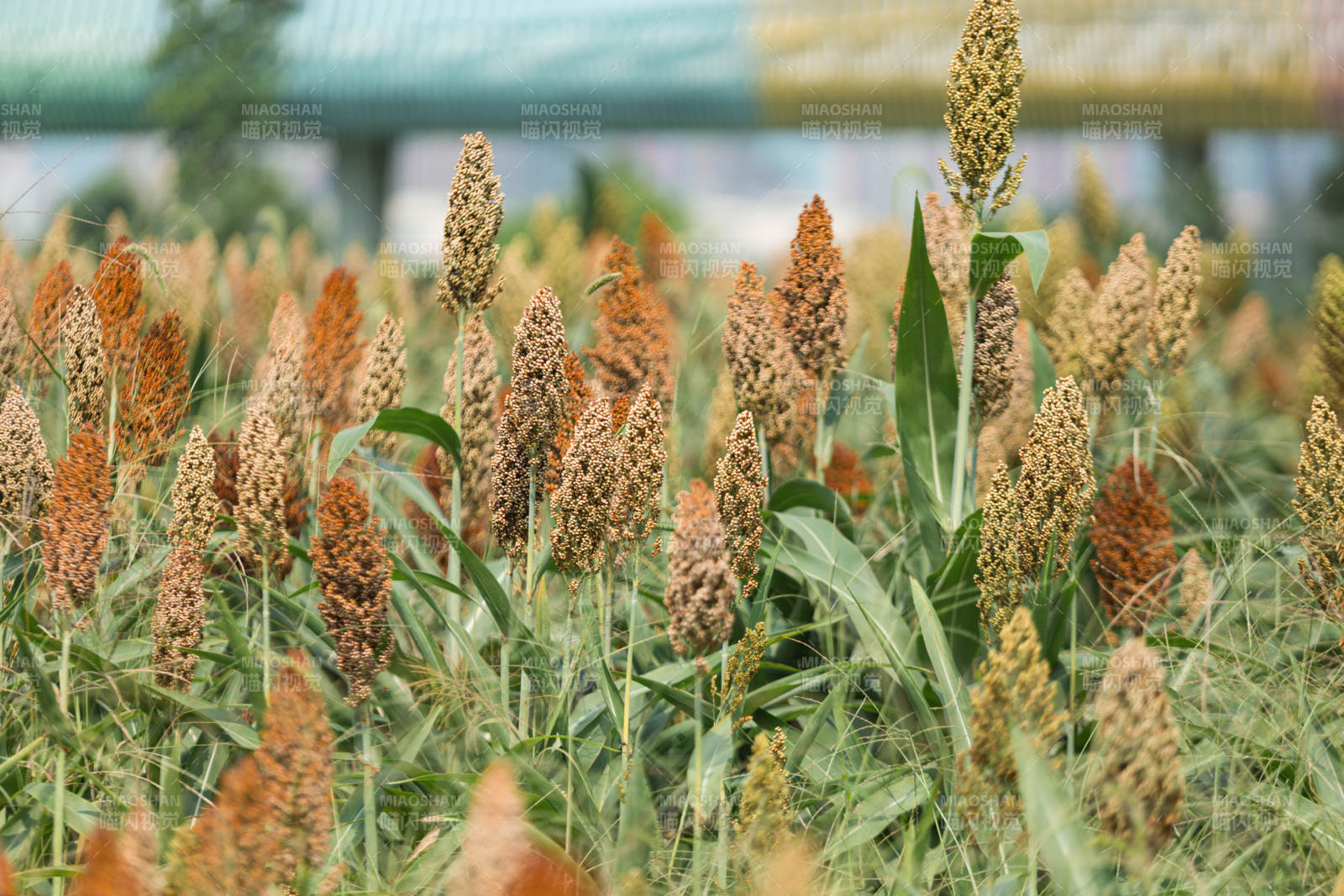 高粱田间秋色浓图片