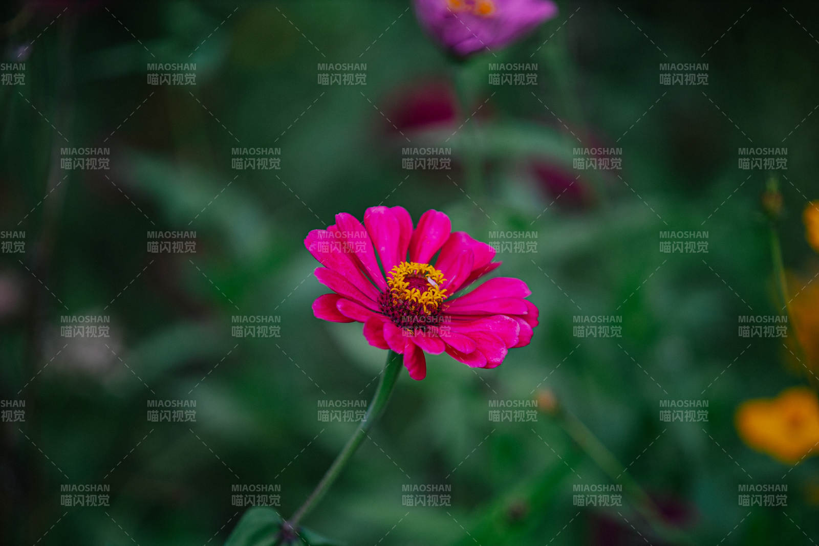 粉红小花绽放图片