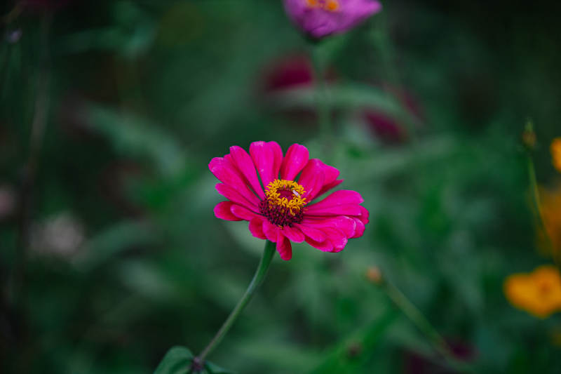 粉红小花绽放图片