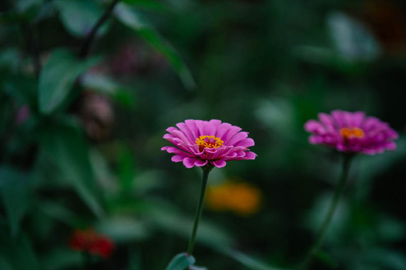 粉花绽放绿意中图片