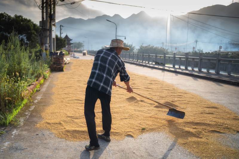 晒谷的农人图片