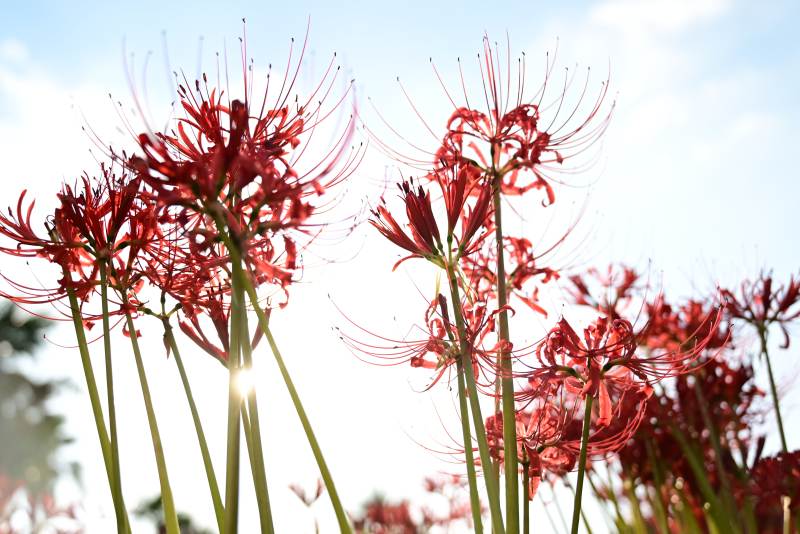 彼岸花绽放图片