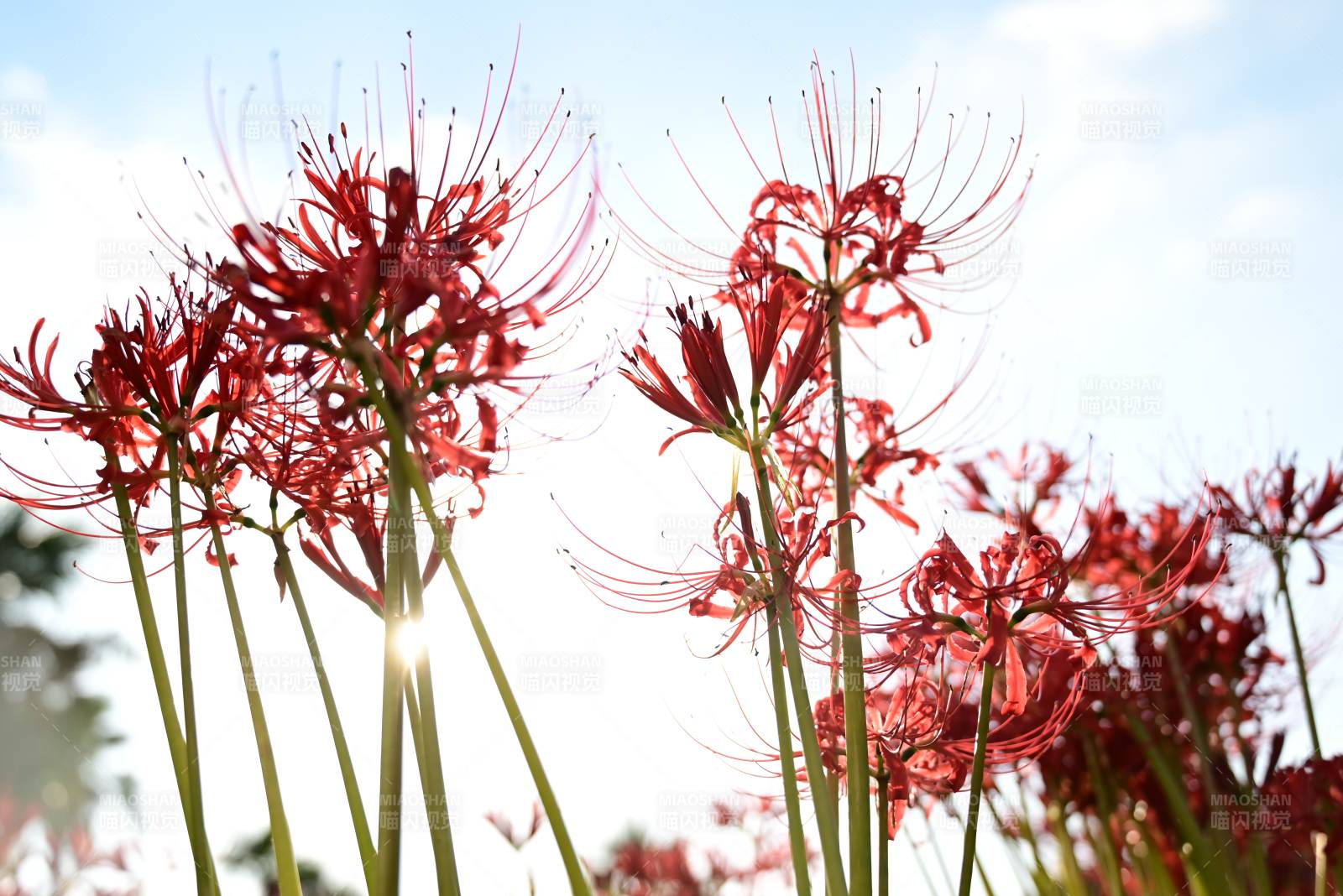 彼岸花绽放图片