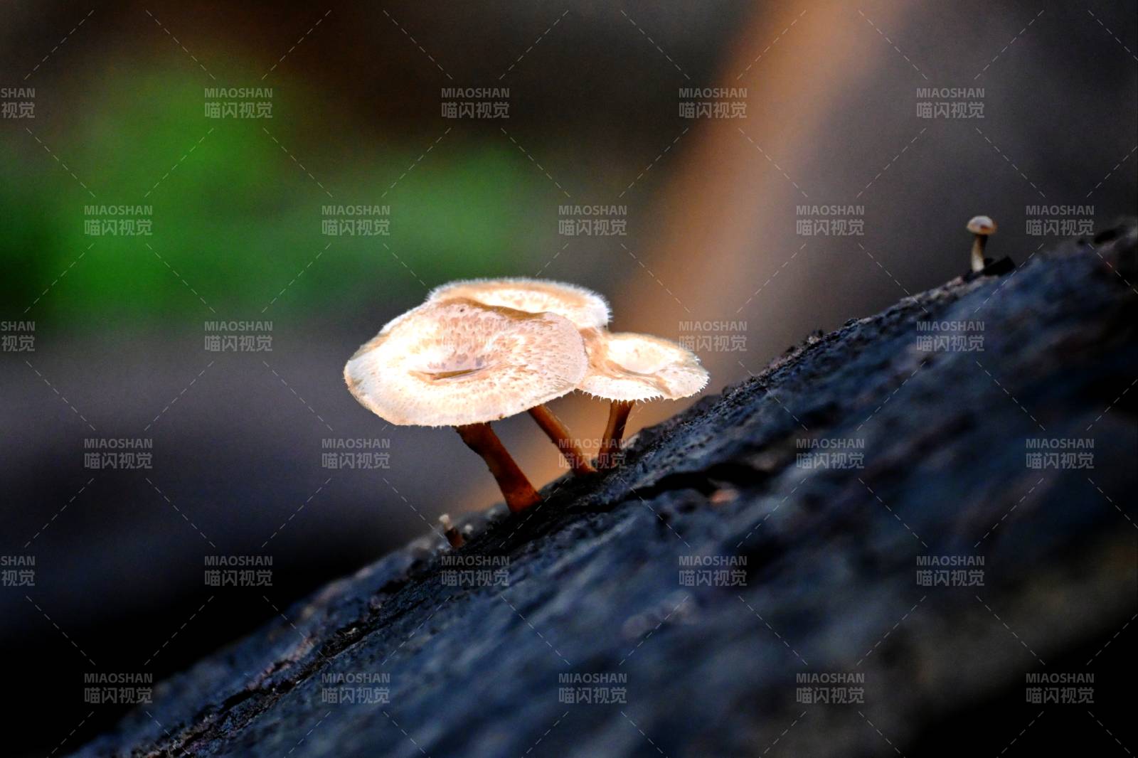 树皮上的小菇群图片