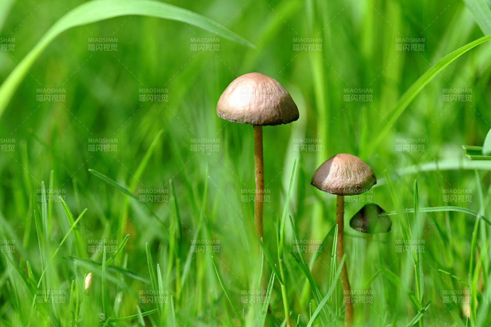 草丛中的小蘑菇图片