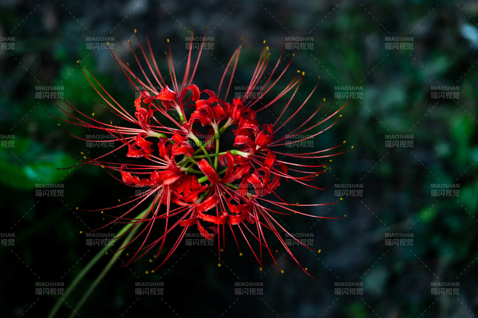 彼岸花绽放图片