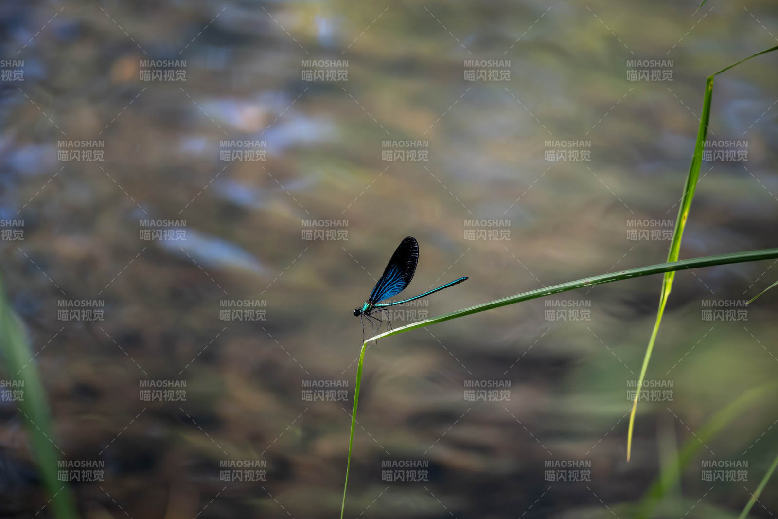 蓝蜻蜓栖草尖图片