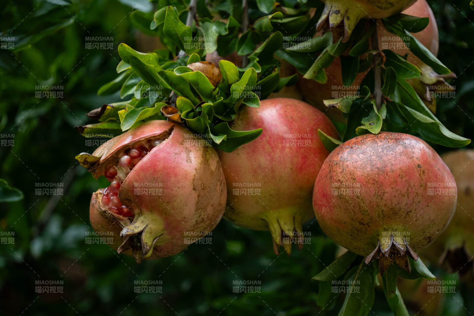 石榴挂枝头图片