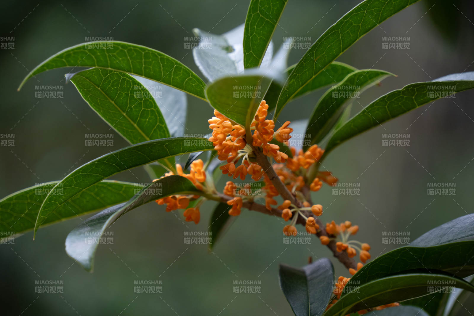 桂花绽放枝头图片
