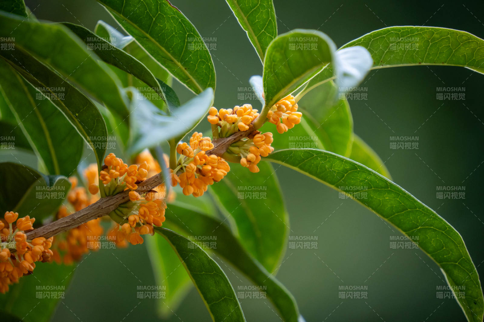 桂花绽放枝头图片