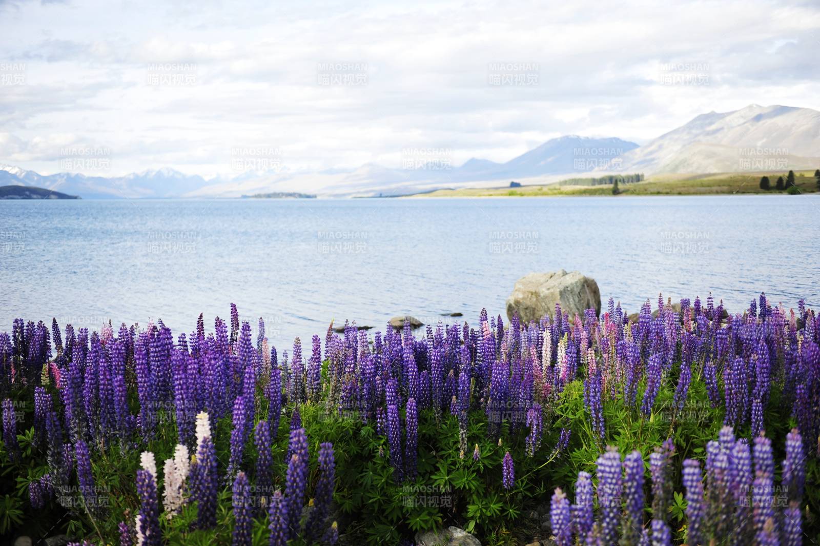 新西兰TEKAPO湖畔鲁冰花盛开图片