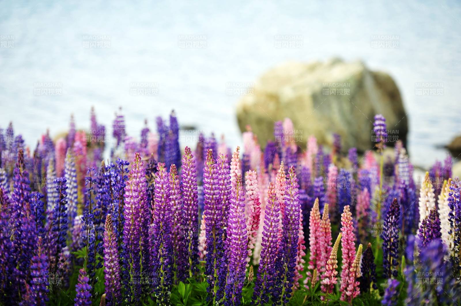 新西兰湖畔鲁冰花花海图片