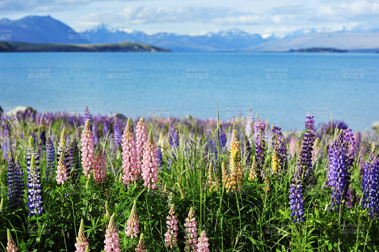 新西兰TEKAPO湖畔鲁冰花花海风光图片